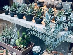 -自由生长植物工作室(深港花卉中心店)