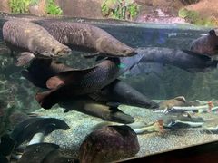 -太平洋海底世界