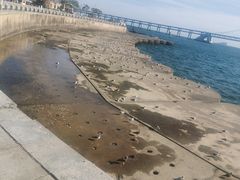 -星海湾跨海大桥