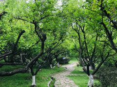 -南京古林公园