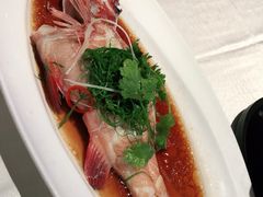 东星斑（清蒸）需预订-文兴酒家(晶品店)