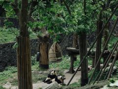 -都江堰中华大熊猫苑