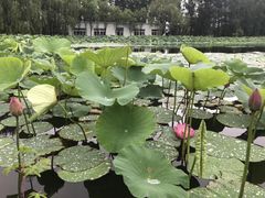 -沈阳植物园