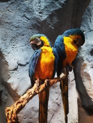 -Zoolung Zoolung动物主题公园(海信广场店)