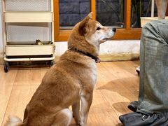 -是阿柴呀！柴犬咖啡·爱喵喵猫咖