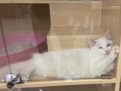 -瑞鹏宠物医院·骨科·猫科·内科(第一中心)