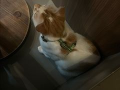 -Again Coffee Roaster(香蜜湖店)