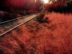 -永定河休闲森林公园