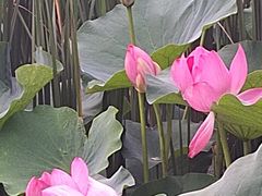 -羊亭河湿地公园