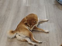 -柴迷FANS CLUB·柴犬狗咖·猫咖