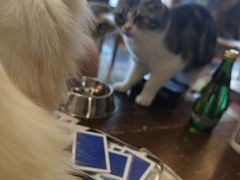 -猫猫幼稚园·撸猫·桌游·电玩