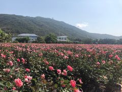 -亚龙湾国际玫瑰谷