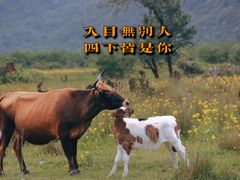 -石棉县孟获城