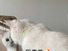 -lincat·猫舍(广州店)