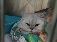 -爱佳宠物中心医院24H·CT·骨外科·猫专科(瑶海万达店)