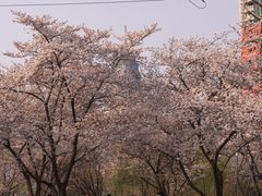 -西北湖绿化广场