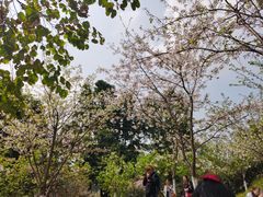 -南山植物园