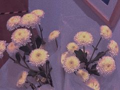 -HELEN FLORAL DESIGN(海上世界文化艺术中心店)