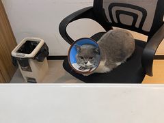 -御宝贝·A梦猫科宠物医院(国际猫友好医院)