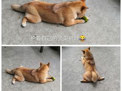 -柴犬高等学院·狗咖·柴犬售卖·宠物训练
