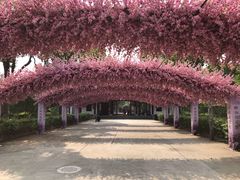 -南汇桃花村