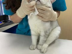 -宠颐生猫科·内科皮肤科(西平世纪城店)