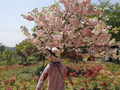 -绵阳盛世樱花悠乐谷