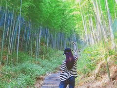 -镇江市南山风景名胜区竹林景区