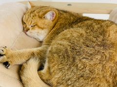 -Heymao猫咖.咖啡厅(东门店)