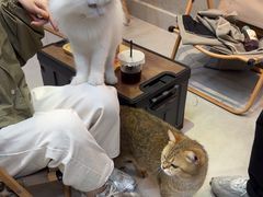 -Heymao猫咖.咖啡厅(东门店)