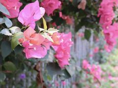 -福田红树林生态公园