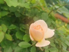-上海鲜花港