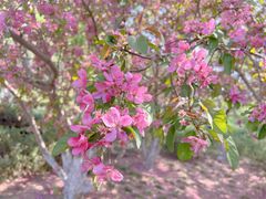 -海棠花溪(元大都城垣遗址公园)