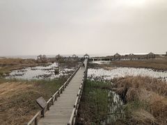 -哈素海