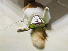 -御宝贝·A梦猫科宠物医院(国际猫友好医院)