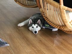 -Husky Go! 哈士奇体验馆·宠物咖啡厅狗咖