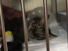 -纳吉亚猫专科动物诊疗中心(蒋宅口分院)