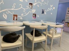 -喵的天空名猫咖啡馆·撸猫·猫舍·用品