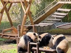 -贵州森林野生动物园