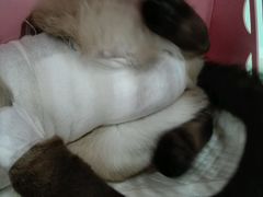 -纳吉亚猫专科动物诊疗中心(蒋宅口分院)
