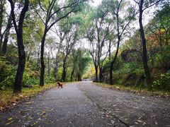 -云岫谷游猎自然风景区