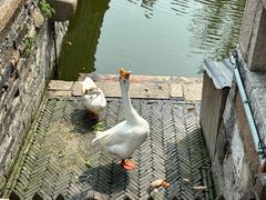 -苏州文庙(姑苏区)