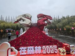 -黄海国家森林公园