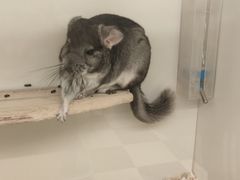 -龙猫仔乐园(惠福东路店)