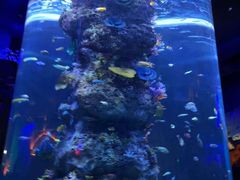 -芜湖新华联大白鲸海洋公园