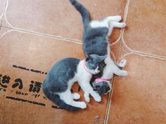 猫-李小姐の猫咖啡馆(五角场店)