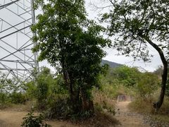 -黄埔油麻山森林公园
