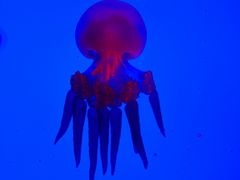 -上海海洋水族馆