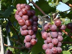 -巴城镇马料江村葡萄园