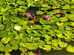 -国家植物园南园